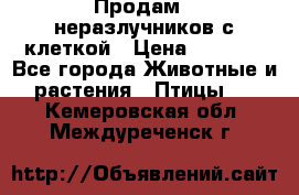 Продам 2 неразлучников с клеткой › Цена ­ 2 500 - Все города Животные и растения » Птицы   . Кемеровская обл.,Междуреченск г.